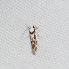 Lichenaula laniata