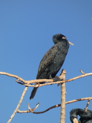 Phalacrocorax carbo
