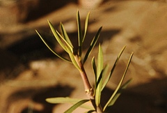 Euphorbia balsamifera subsp. sepium image