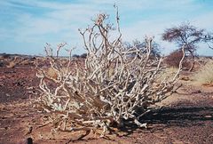 Euphorbia balsamifera image