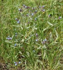 Anchusa thessala