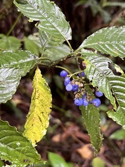 Palicourea cyanococca