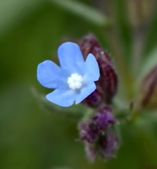 Anchusa thessala