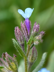 Anchusa thessala
