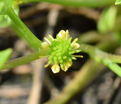 Ranunculus lateriflorus