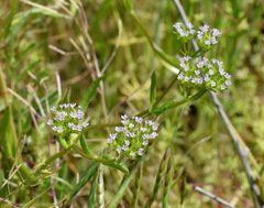 Valerianella pontica
