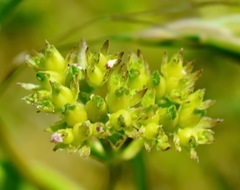 Valerianella pontica
