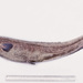 Snubnosed Spiny Eel - Photo (c) Ken Graham, some rights reserved (CC BY-NC), uploaded by Ken Graham