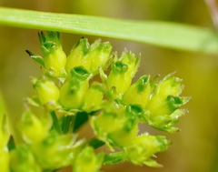 Valerianella pontica