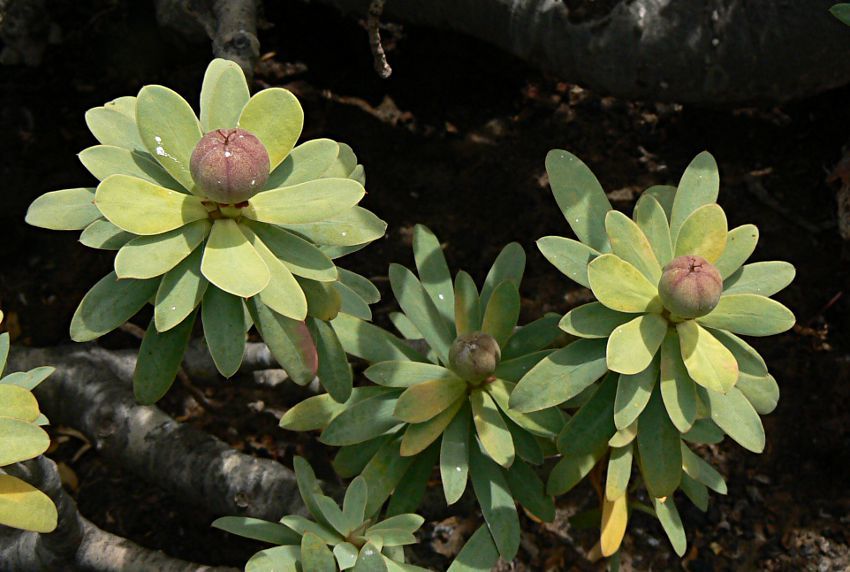 Euphorbia balsamifera