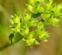 Valerianella pontica