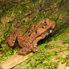 Rhinella ornata