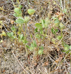 Trifolium retusum