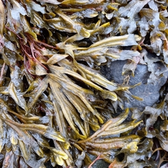 Fucus ceranoides