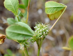 Trifolium retusum