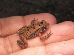 Rhinella ornata
