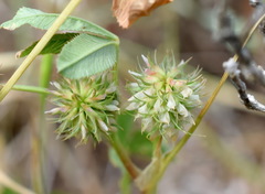 Trifolium retusum