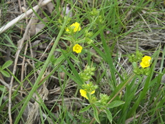Potentilla kleiniana