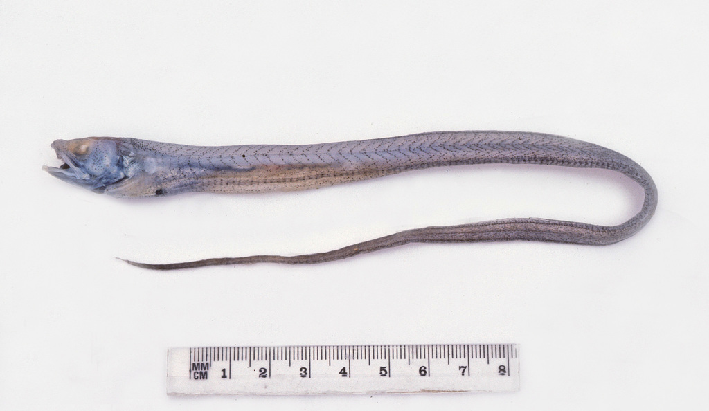 Messmate
