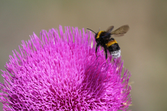 Bombus terrestris