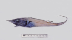 Trachyrincus longirostris