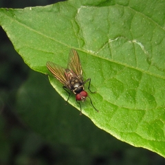 Muscidae