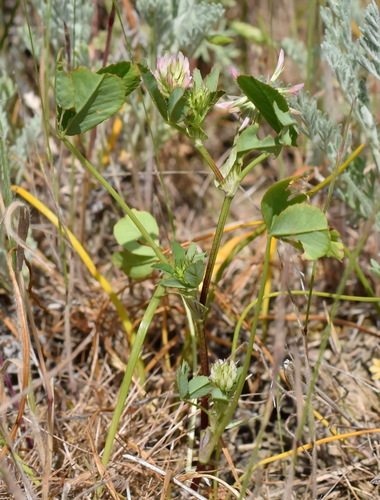 Trifolium angulatum iNat (3)