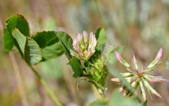 Trifolium angulatum