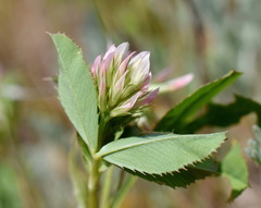 Trifolium angulatum