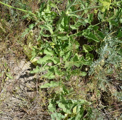Pastinaca clausii