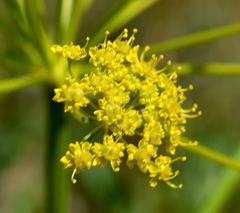 Pastinaca clausii