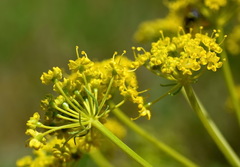 Pastinaca clausii