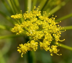 Pastinaca clausii