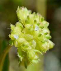 Valerianella turgida