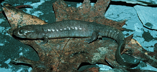 Ouachita Dusky Salamander