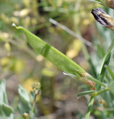 Vicia sativa amphicarpa