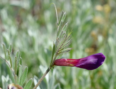 Vicia sativa amphicarpa