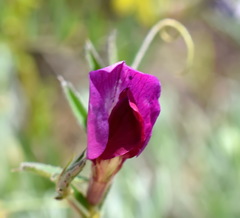 Vicia sativa amphicarpa