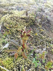 Pedicularis flammea