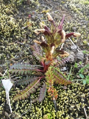 Pedicularis flammea