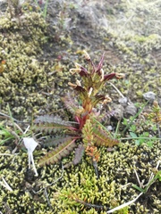 Pedicularis flammea