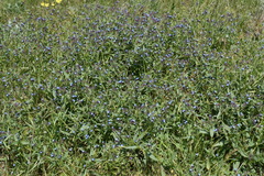 Anchusa thessala
