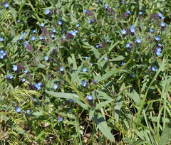 Anchusa thessala