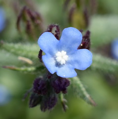 Anchusa thessala