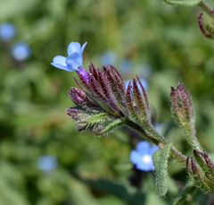 Anchusa thessala