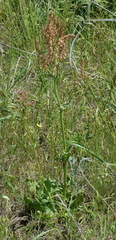 Rumex turcomanicus