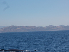 Balaenoptera physalus