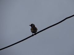 Carduelis carduelis