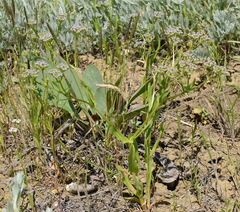 Valerianella pontica