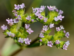 Valerianella pontica